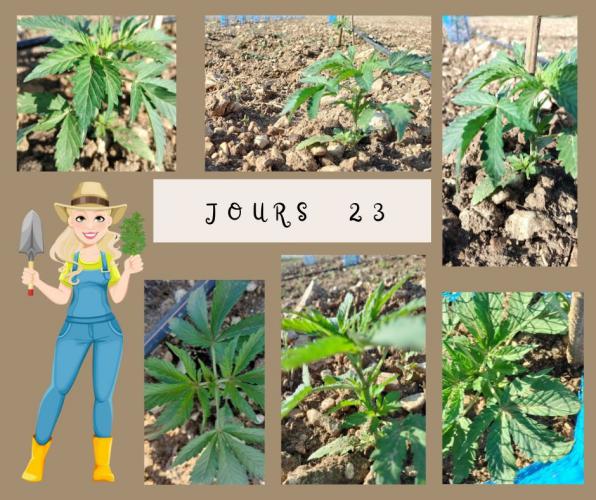 Jours : 23